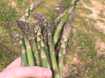 Asparagus
