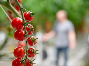 Cherry Tomatoes