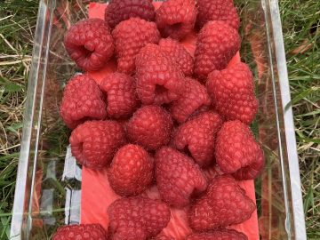 Raspberries