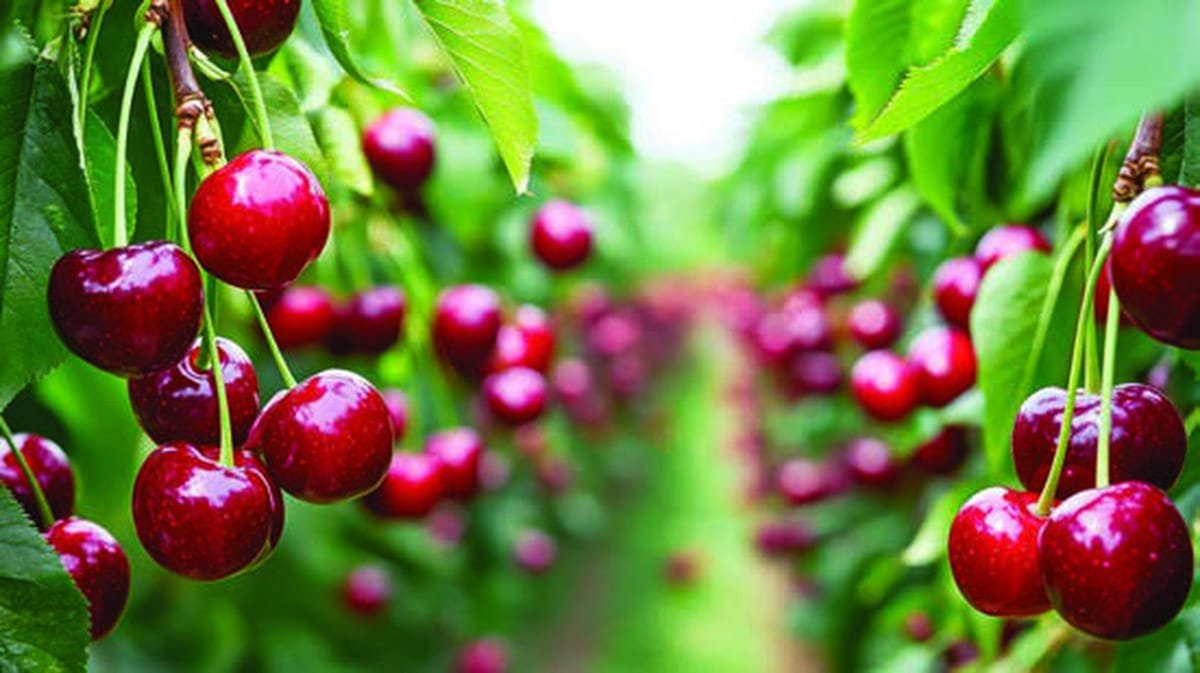 Seasonal produce