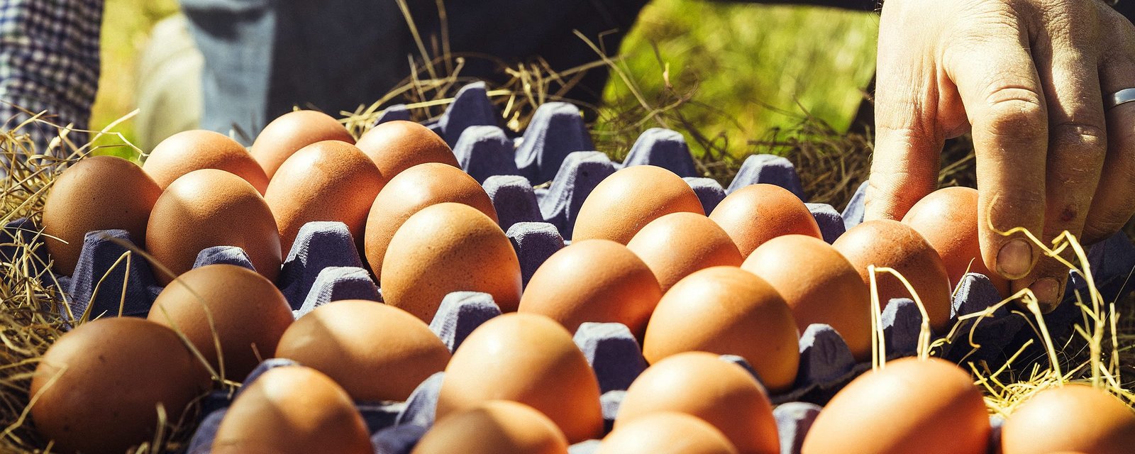 Mayfield Eggs — fresh free-range eggs