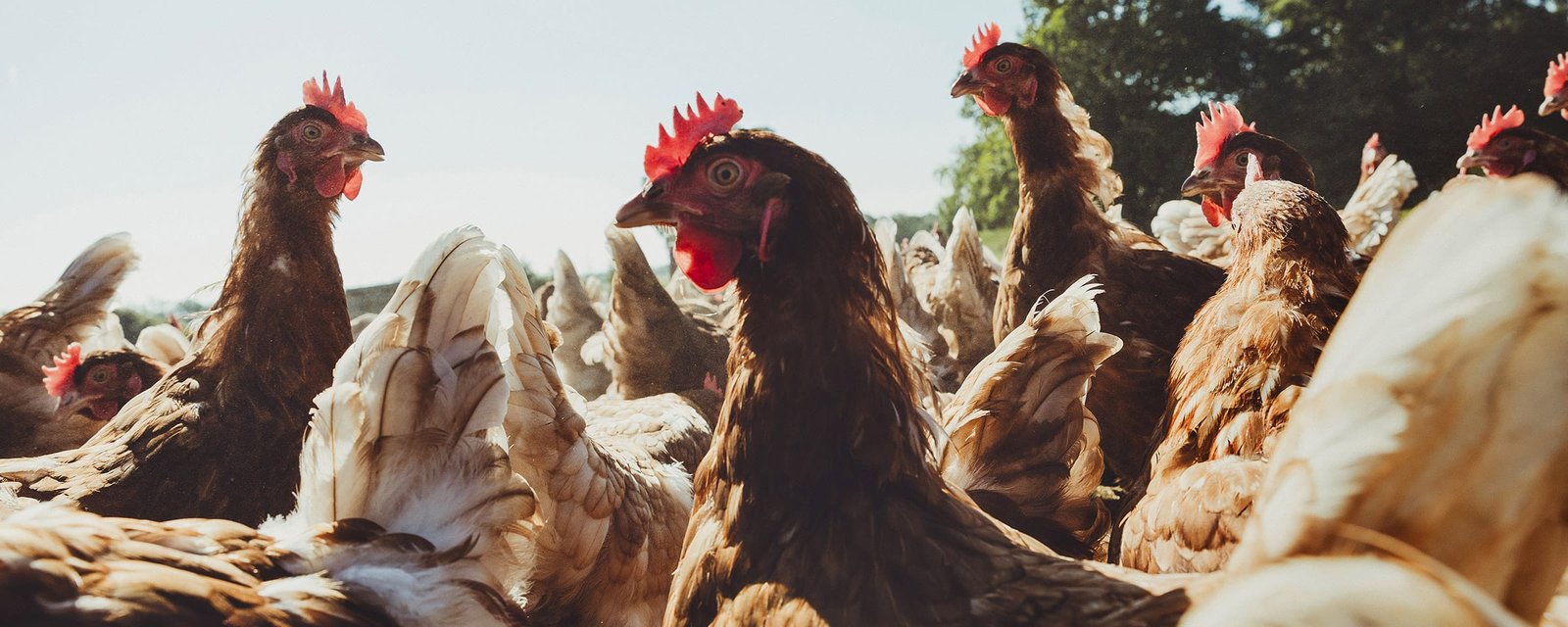 Mayfield Eggs free-range hens on open pasture